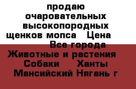 продаю очаровательных высокопородных щенков мопса › Цена ­ 20 000 - Все города Животные и растения » Собаки   . Ханты-Мансийский,Нягань г.